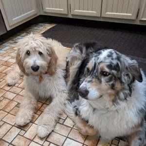 Meet your Posher, Carol